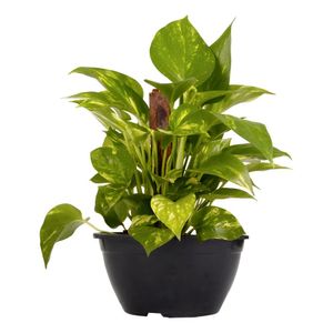 Muda de Jibóia Verde C21