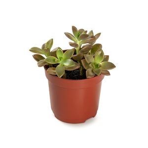 Muda de Suculenta P06