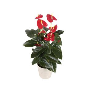 Muda de Flor Anthurium Var P17