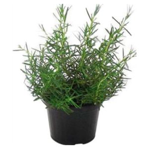 Muda de Ervas Aromáticas PT11