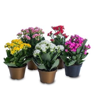 Muda de FloR Calandiva P11