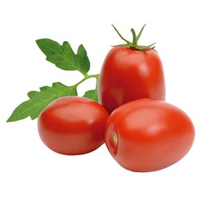 Tomate Italiano