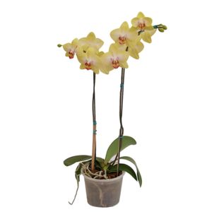 Flor Orquídea Phalaenopsis PT15