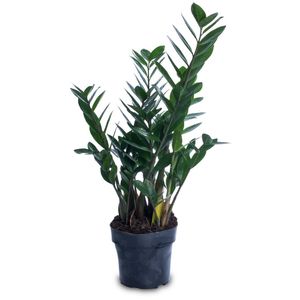 Flor Zamioculcas P17