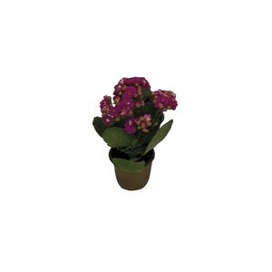 Flor Kalanchoe Dobrado P6