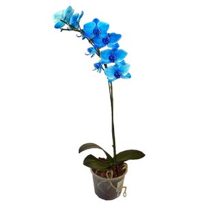 Orquídea Phaleanopolis Azul P15