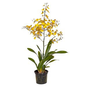 Oncidium Terra Viva Variado