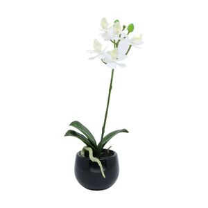 Flor Phalaenopsis Terra Viva Mini Presente