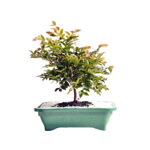 Planta Bonsai Fruta