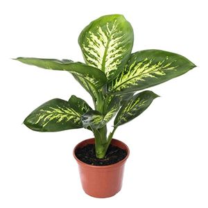 Flor Dieffenbachia PT.15