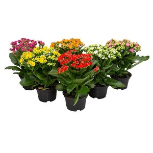 KALANCHOE DOBRADO MOMENTOS SORTIDA P15