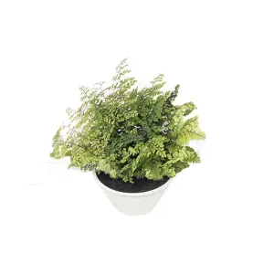 PLANTA AVENCA POTE 14 UN